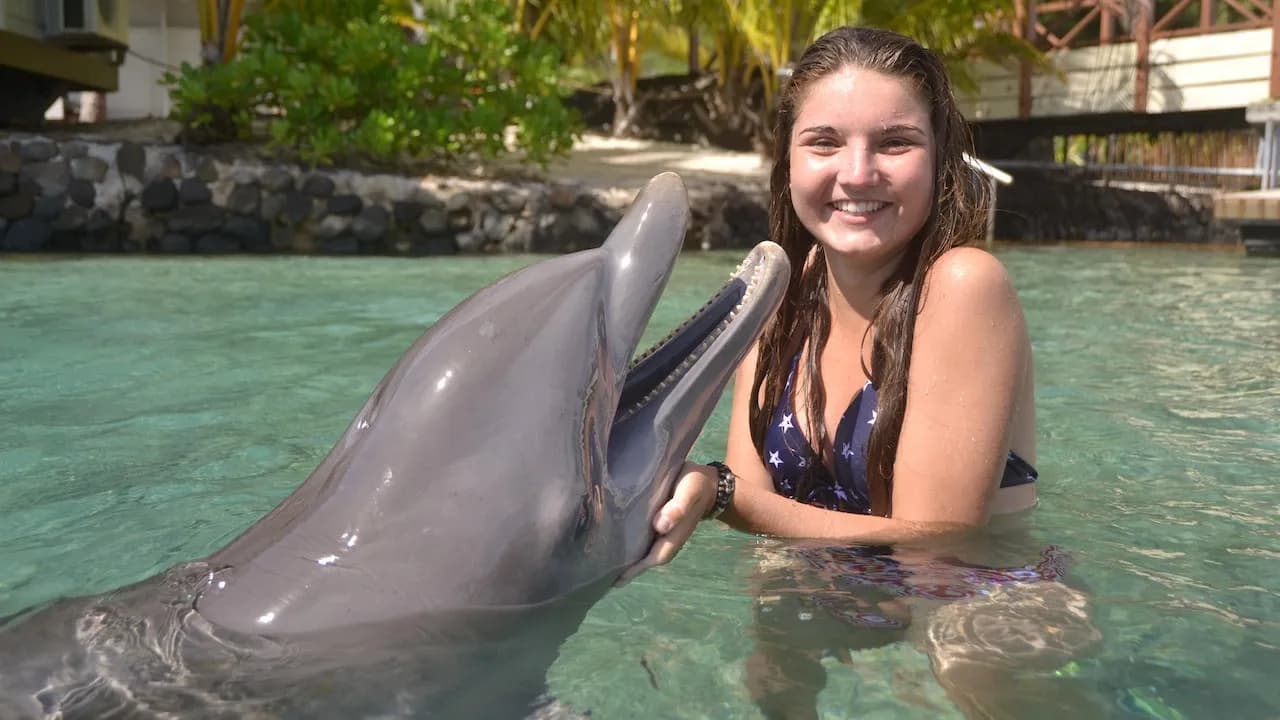 Swim with Dolphins & Dolphin Show Combo for Groups