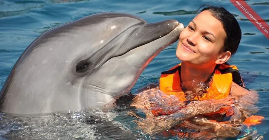 Swim with Dolphins & Dolphin Show Combo