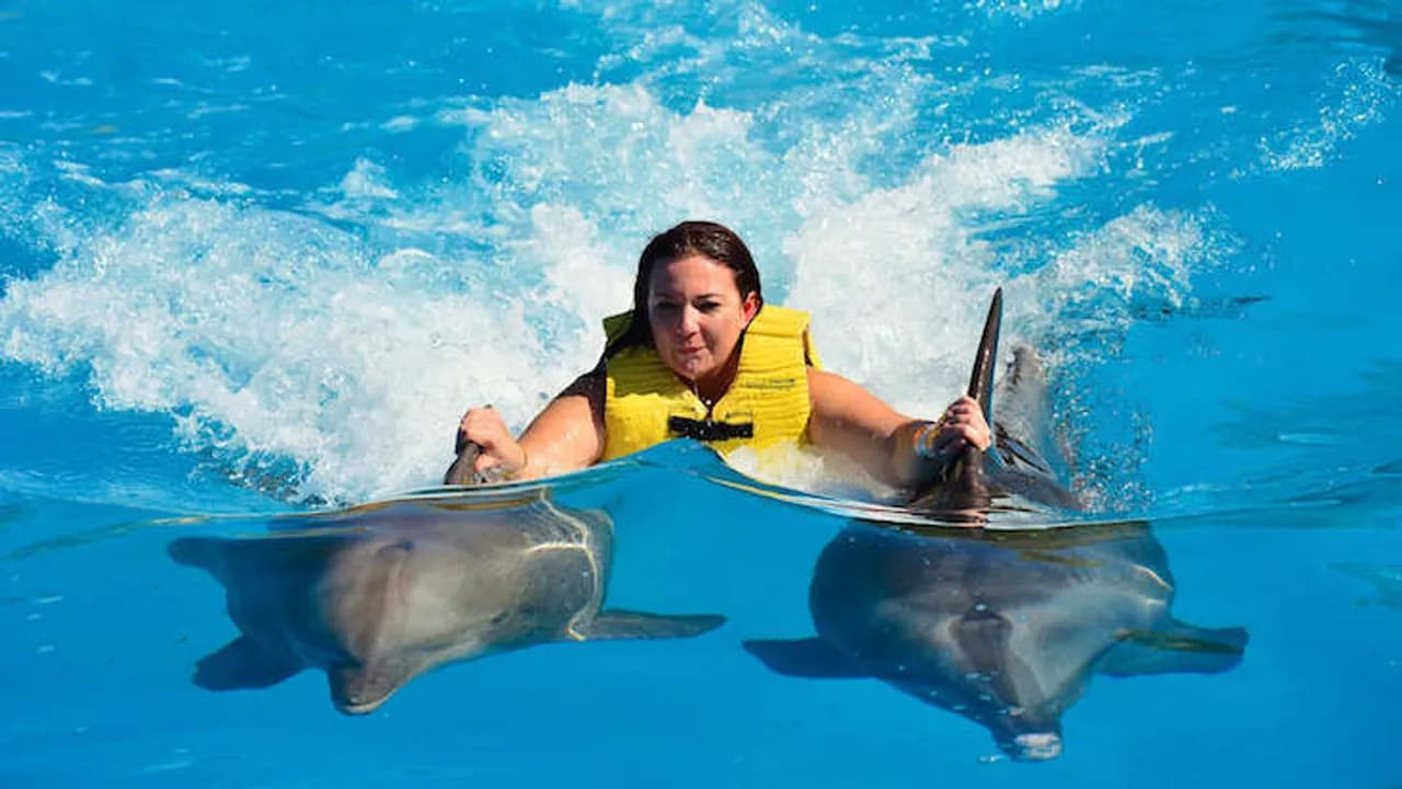Swim with Dolphins & Dolphin Show Combo 2