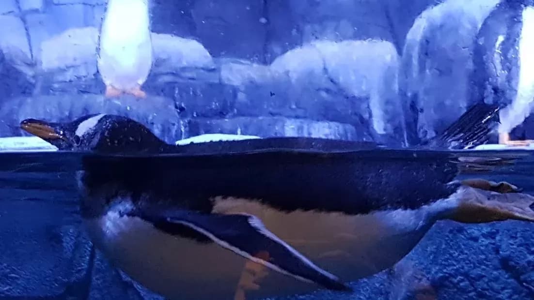 Antalya Aquarium Tour
