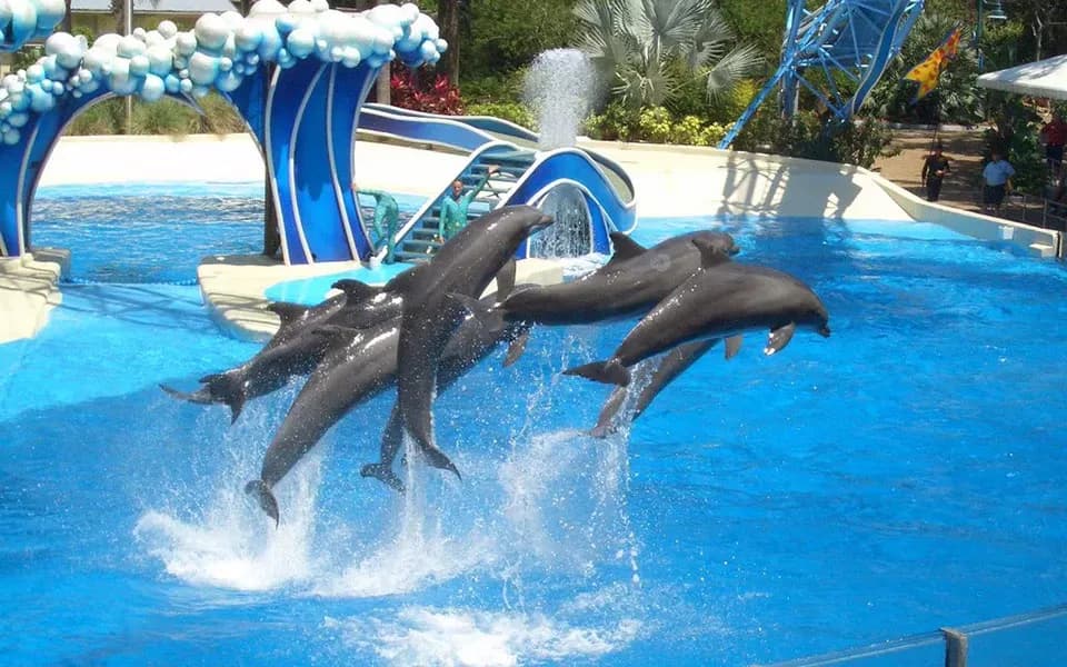 Swim with Dolphins & Dolphin Show Combo 6