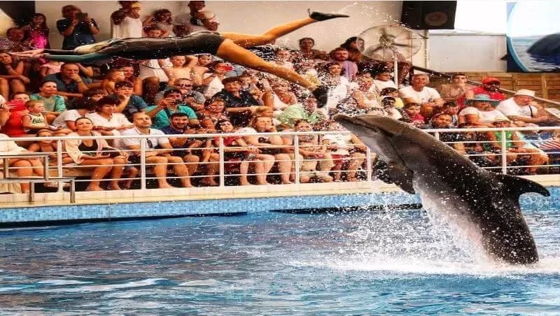 Swim with Dolphins & Dolphin Show Combo 7
