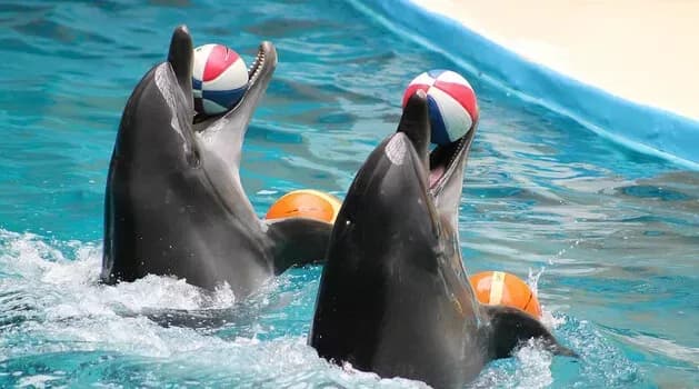 Swim with Dolphins & Dolphin Show Combo 8