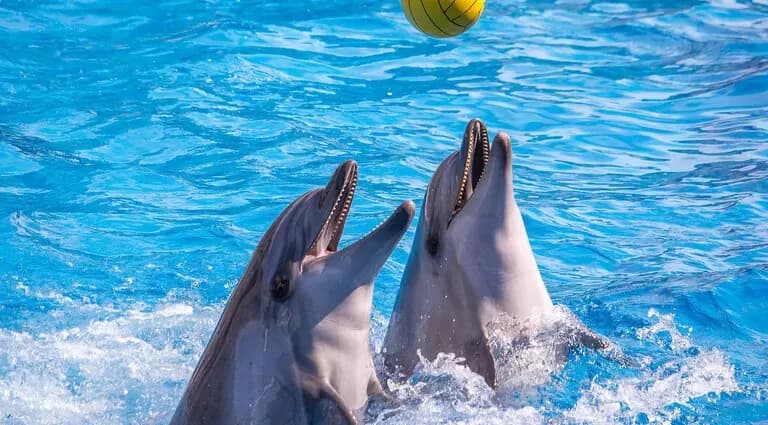Swim with Dolphins & Dolphin Show Combo 9