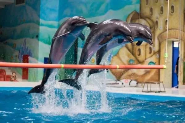 Swim with Dolphins & Dolphin Show Combo 10